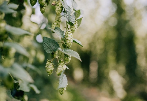How Do Hops React To Climate Change?