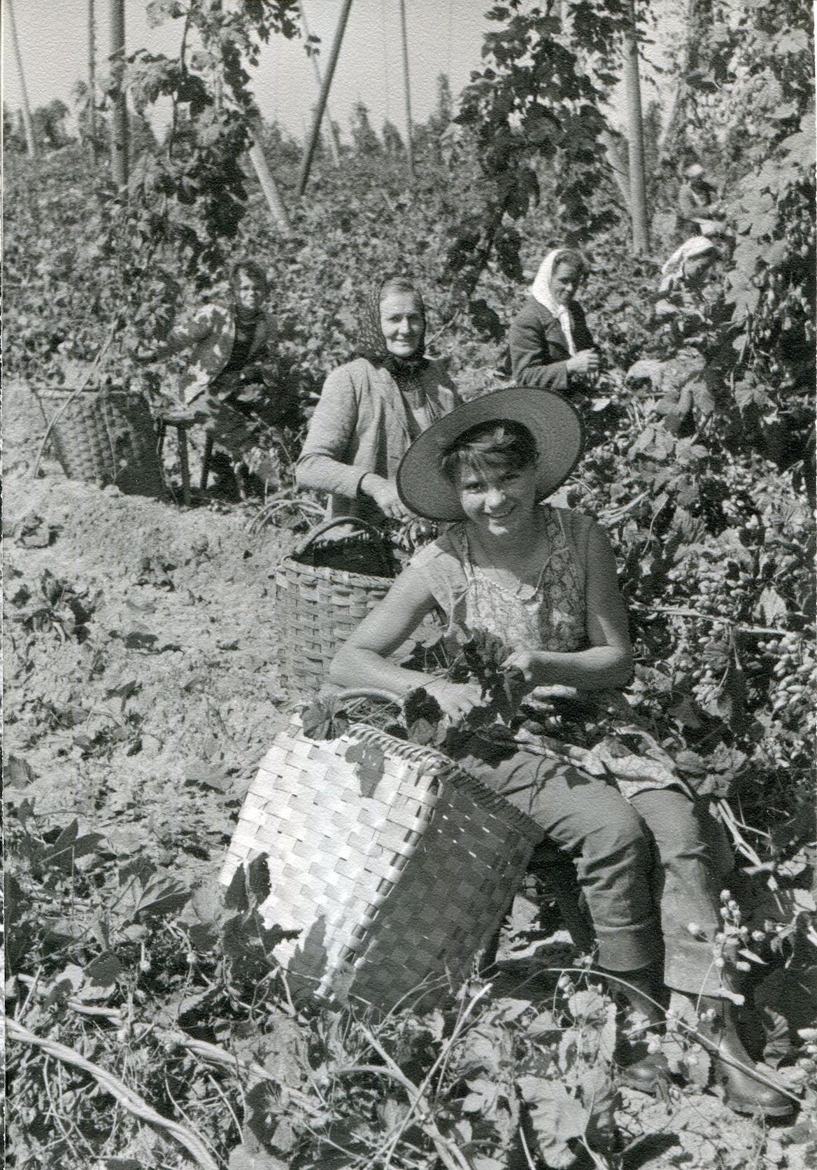 65 Years of Hop Picking Machines