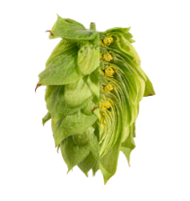 Image of Brewers Gold