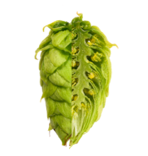 Image of Callista CAL