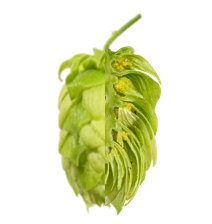 Image of Hallertau Tradition