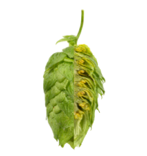 Image of Hallertauer Magnum HMG