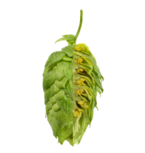 Image of Hallertauer Mittelfrüh HAL