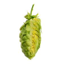 Image of Hallertauer Taurus