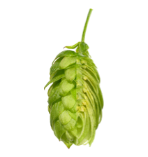 Image of Hersbrucker Spät HEB