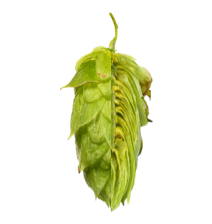 Image of Kazbek KAZ