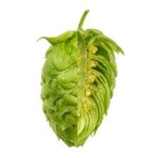 Image of Mandarina Bavaria