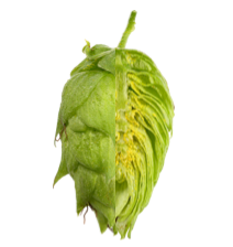 Image of Nugget