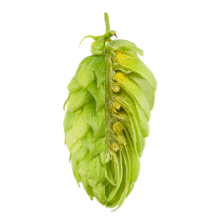 Image of Perle