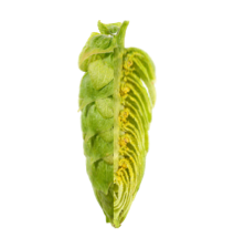 Image of Polaris