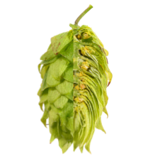 Image of Relax RLX