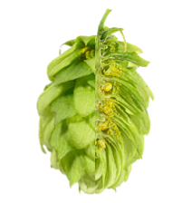 Image of Saphir