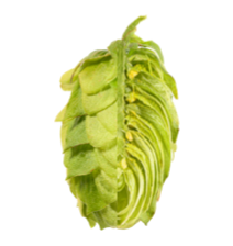 Image of Tettnang Tettnanger TET